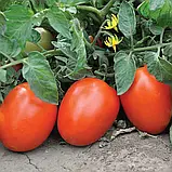 Томат Галілея F1, 10 шт., СЦ, фото 2
