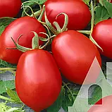 Томат Де Барао червоний, 0,1 г, Традиція, фото 2
