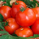 Томат Ігранда, 0,1 г, Традиція, фото 2