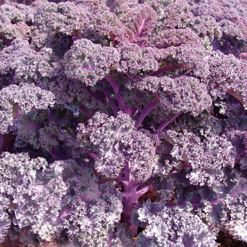 Капуста листова Кале (червона) Скарлет 1 г, Професійне насіння