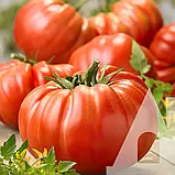 Томат Ведмежа лапа, 0,1 г, Садиба, фото 3
