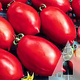 Томат Надія Тарасенко, 0,1 г, Садиба, фото 3