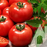 Томат Північна королева, 0,1 г, Садиба, фото 3