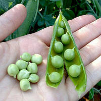 Ідалго насіння гороху овочевого (на вагу) Syngenta. Ціна за 1 кг