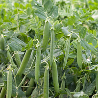 Сомервуд (100 000 нас.) насіння гороху овочевого Syngenta