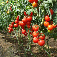 Насіння томатів високорослих (індетермінантних)