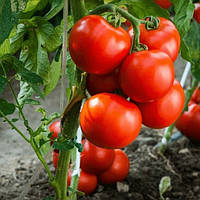 Насіння томатів низькорослих (кущових, детермінантних)