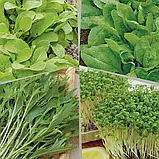 Зеленні культури Знахідка гурмана (суміш), 5 г, Садиба, фото 2