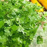 Кінза (коріандр) Нектар, 10 г, Традиція, фото 2