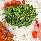 Крес-салат, 10 г, Садиба, фото 2