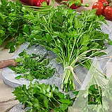 Петрушка листова Італійський гігант, 1 г, Садиба, фото 3