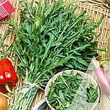 Рукола Пронто, 10 г, Садиба, фото 3