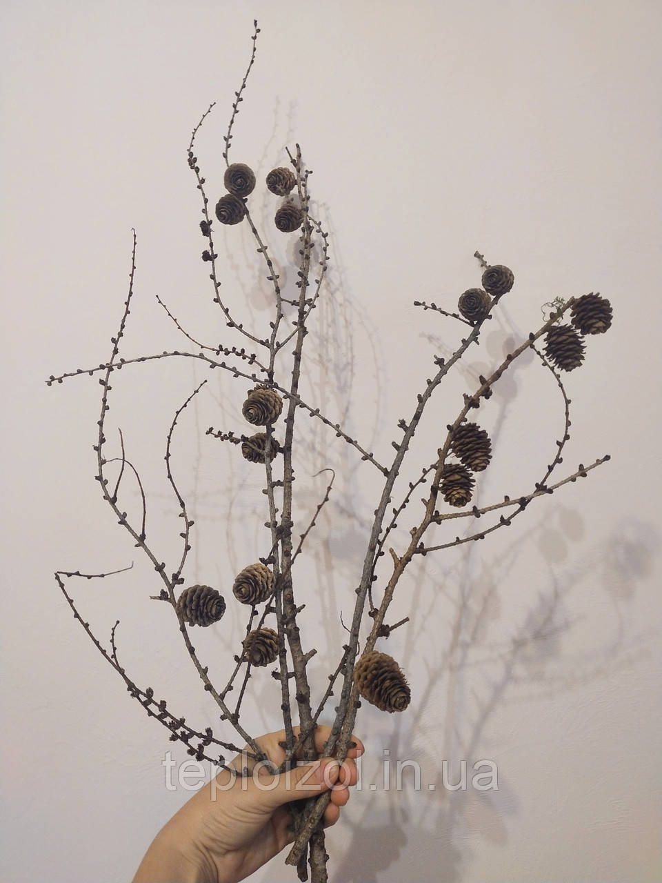 Натуральні гілки модрини з шишками 7 штук, фото 1