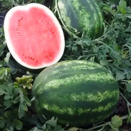 Насіння кавуна Тамерлан