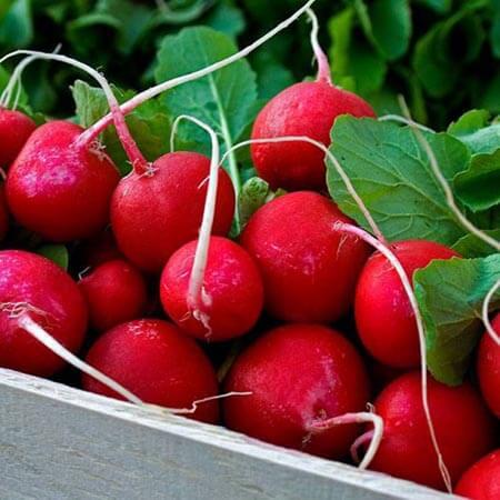 Редис Скарлет 10 г. (Власне фасування з оригінального упакування).