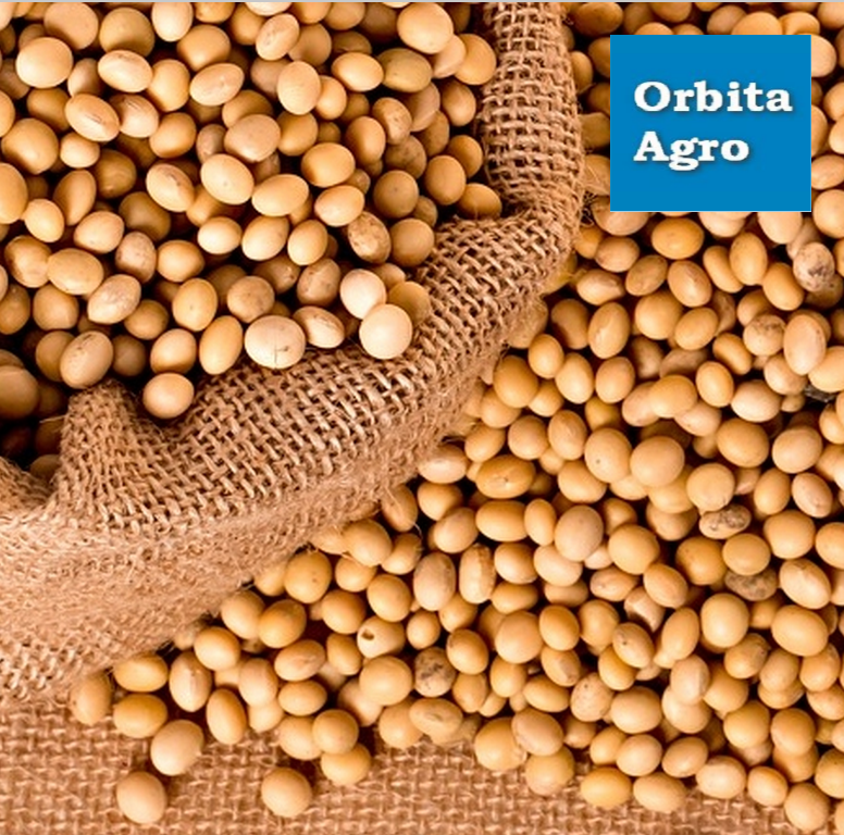 Соя Аполло (від 25кг)