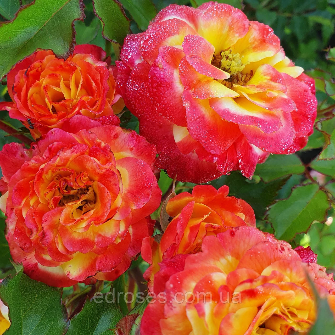 Вулкано Флауєр Циркус (Vulcano Flower Circus), фото 1