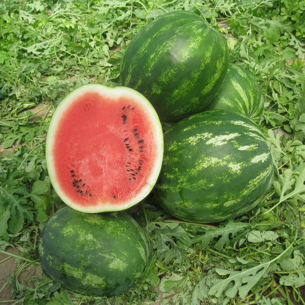 Кавун Міракл F1, 5 шт. (Власне фасування з оригінального упакування), (Hazera).