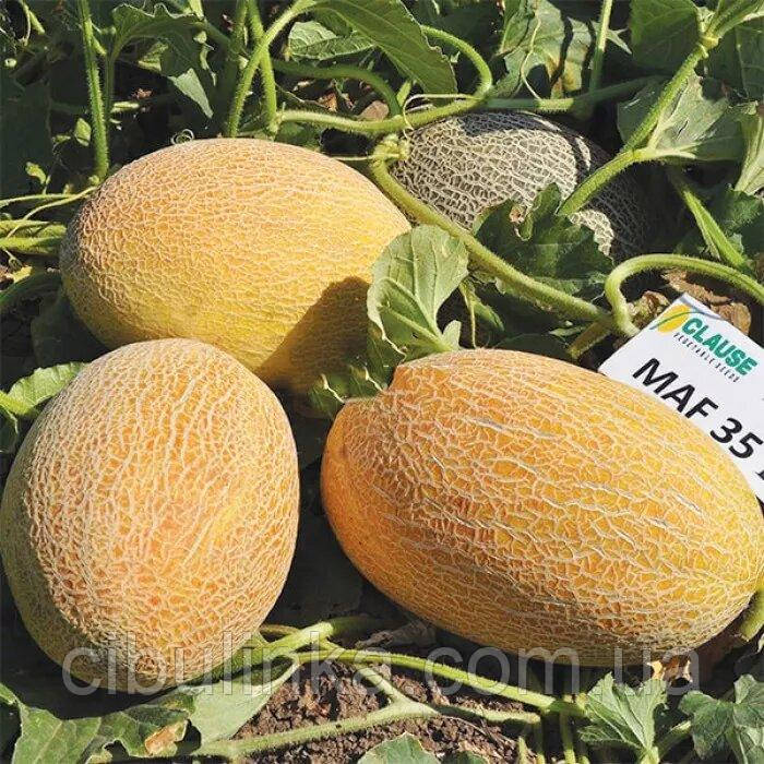 Диня Мазін 10 шт (zip-paket), фото 1