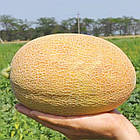 Диня Мазін 10 шт (zip-paket), фото 2