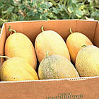 Диня Мазін 10 шт (zip-paket), фото 4