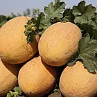 Диня Мазін 10 шт (zip-paket), фото 6