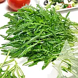 Рукола Сільветта, 1 г, Садиба, фото 3