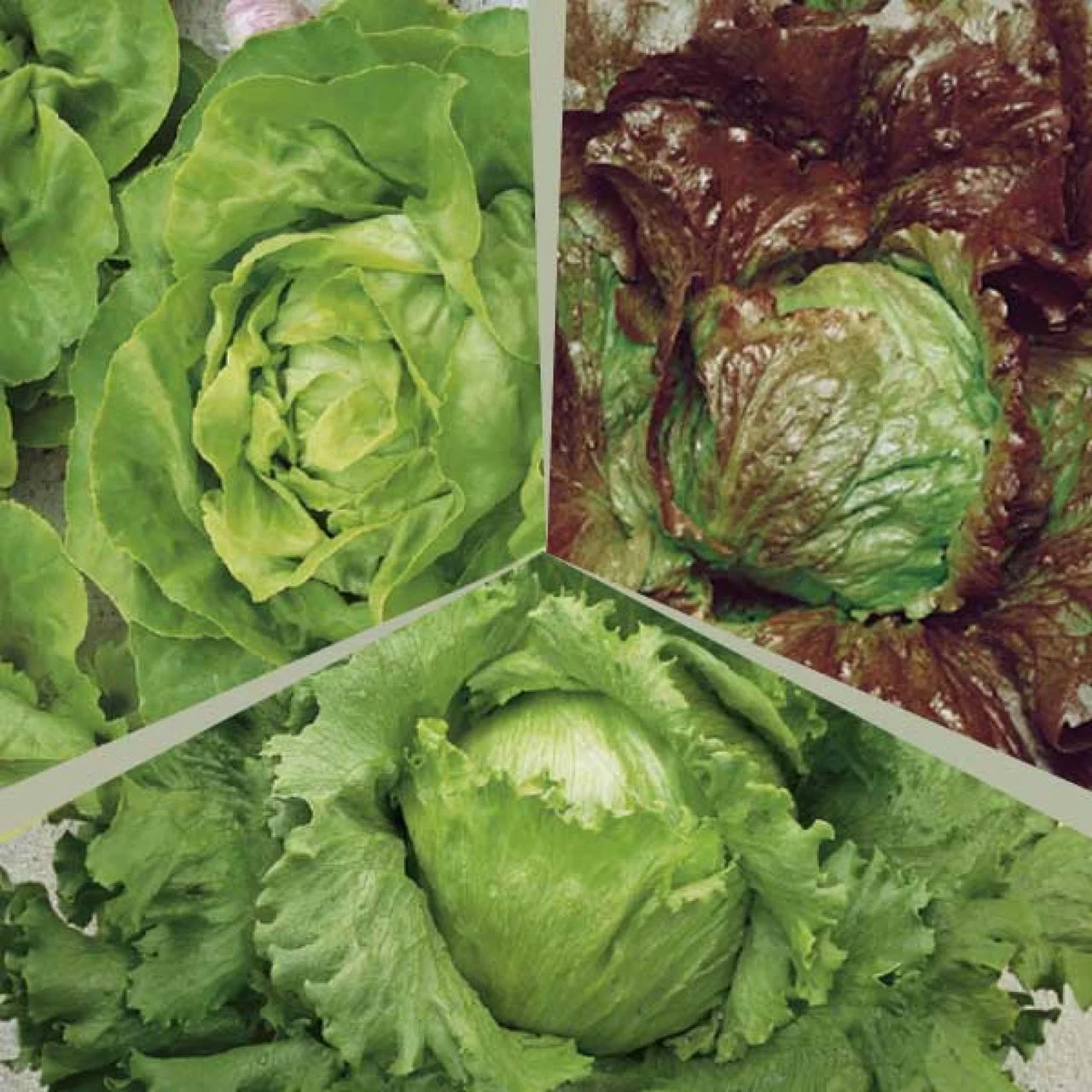 Салат головчастий Хрусткий мікс (суміш), 5 г, Садиба, фото 1