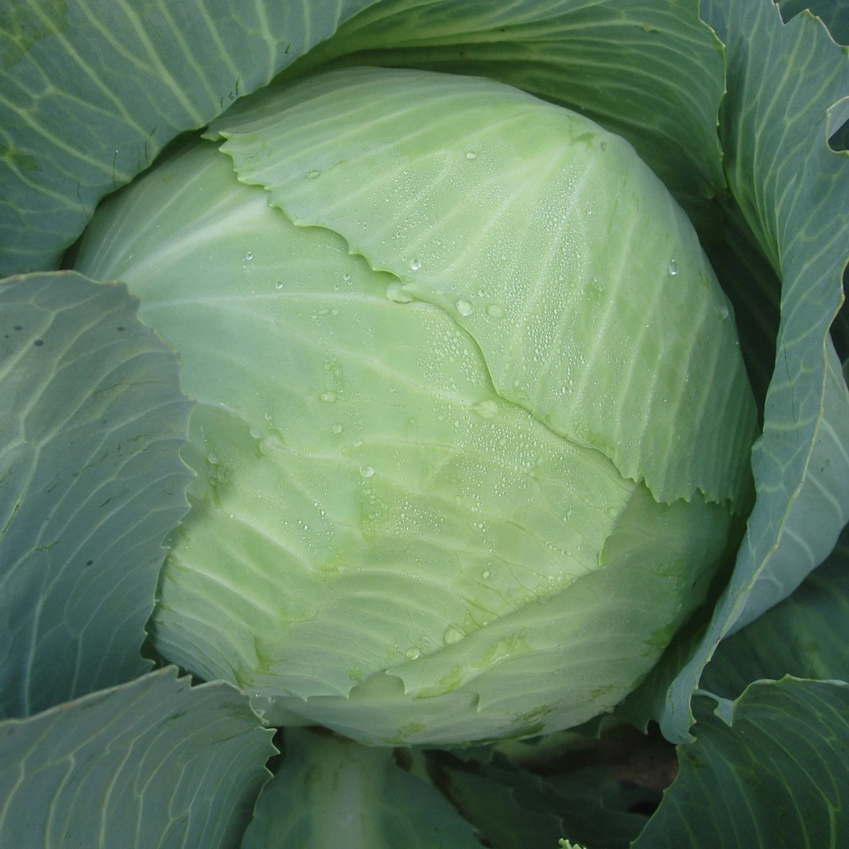 Капуста білоголова Ладора, 10 г. (Власне фасування з оригінального упакування), (Satimex)., фото 1