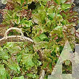 Салат листовий Амерікан Браун, 1 г, Садиба, фото 2