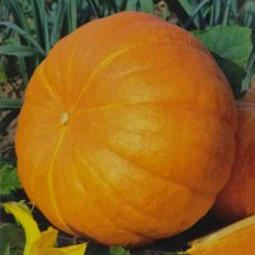 Гарбуз Жовтий велетень, 50 шт. (Власне фасування з оригінального упакування), (GSN - Semences).