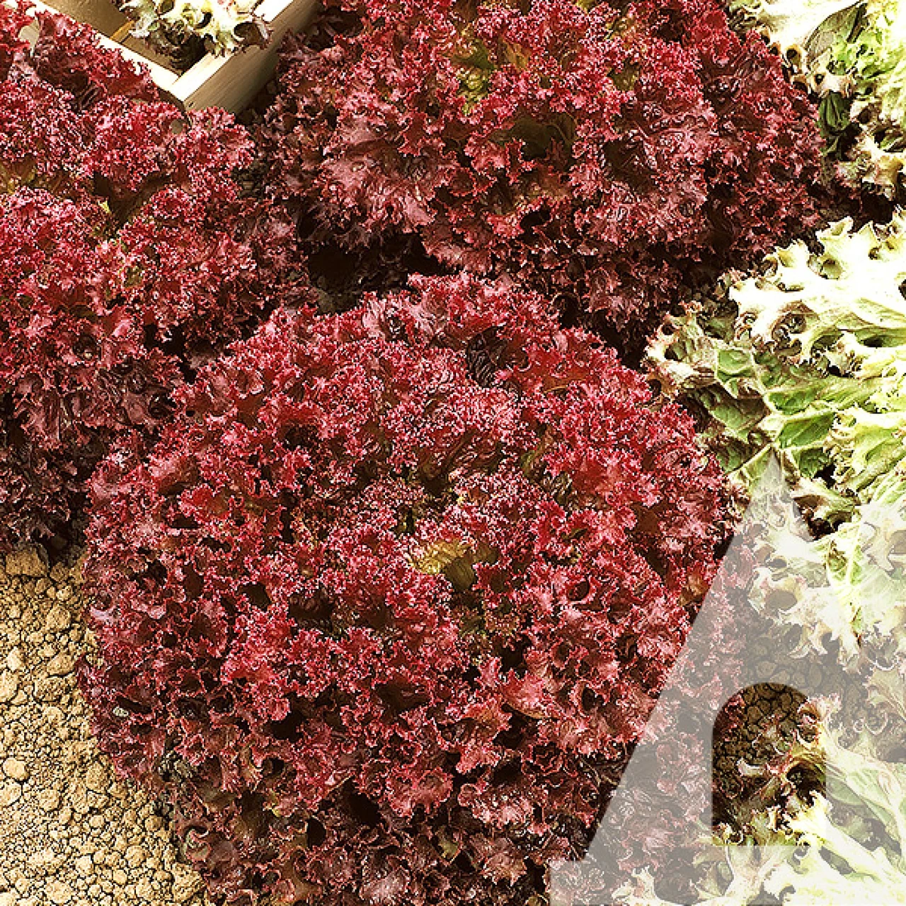 Салат листовий Революція, 30 шт., СЦ, фото 1