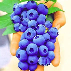 Новинка! 3-х річна Лохина синьо-блискучого кольору "Солодке захоплення"