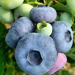 Новинка! Лохина 3 річна "Тітаніум" (новий десертний сорт)