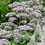 Валеріана, 0,1 г, СЦ, фото 2