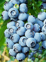 Новинка! Лохина "Мідер" 3-річна (новий канадський сорт)