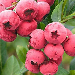 Новинка! Лохина 3-х річна "Пінк Блюберрі" (зі смачними рожевими плодами)