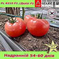 Томат надранній, рожевий, Дейзі F1 (PL 6310), 500 насінин, ТМ Asia Seed (Південна Корея)