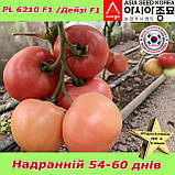 Томат надранній, рожевий, Дейзі F1 (PL 6310), 500 насінин, ТМ Asia Seed (Південна Корея), фото 3