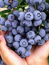 Лохина темно-блакитна "Діамант" 3-х річна (сорт з швидким зростанням)