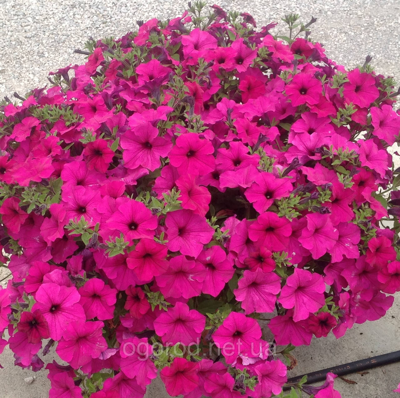 Петунія Garden Beauty F1 5 шт насіння Farao, Італія