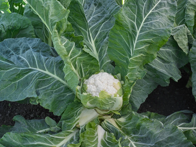 Насіння цвітної капусти Джава F1 Syngenta 2500