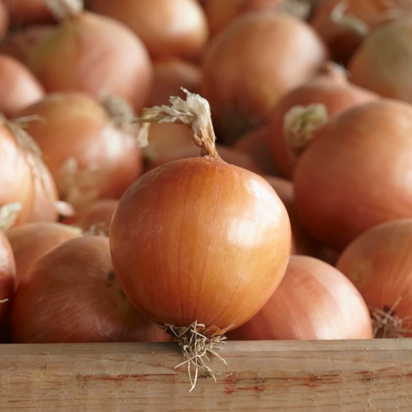 Насіння ріпчастої цибулі Діско F1 Syngenta 250000