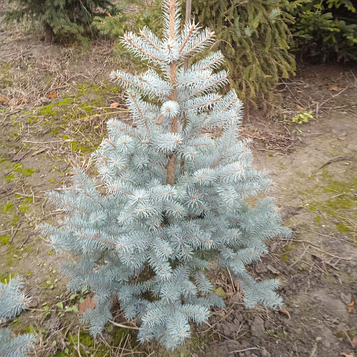 Ялина голуба Блю Даймонд  (Blue Diamond) 100-120 см