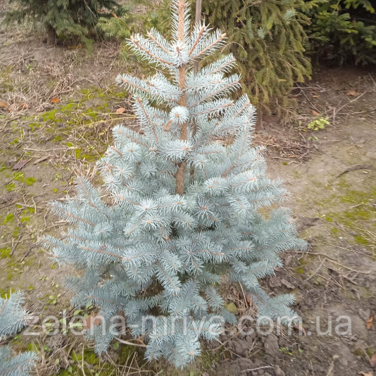 Ялина голуба Блю Даймонд (Blue Diamond) 100-120 см, фото 1