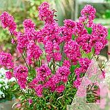 Ліхніс Віскарія Рожевий блиск, 0,1 г, СЦ, фото 2