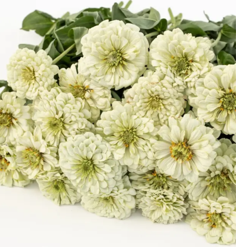 Цинія Гіганти Бенарі White 10 насінин, фото 1