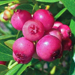 Новинка! Лохина 3-х річна "Пінк Лимонад" (з великими рожевими плодами)