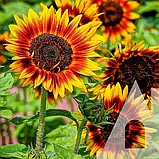Соняшник декоративний Червоне сонце, 1 г, СЦ, фото 2