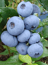 Лохина "Елізабет" 3-річна (дуже смачний і ароматний сорт)